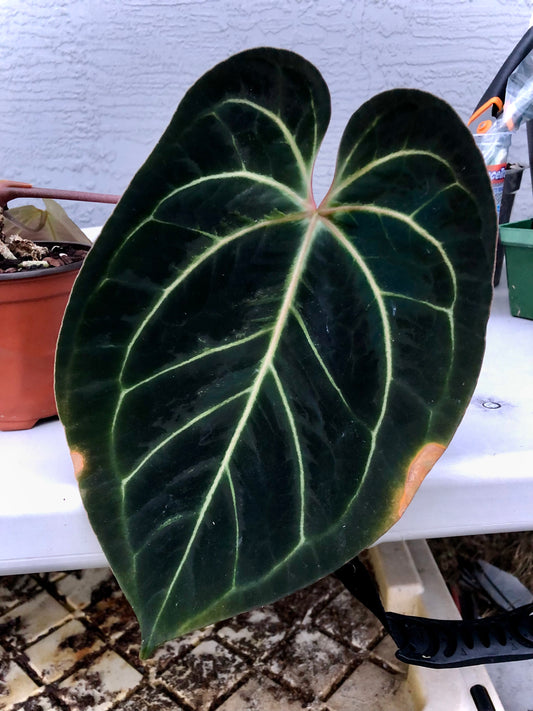 Anthurium Aff. Besseae Clone #1 (RA) Mother Plant