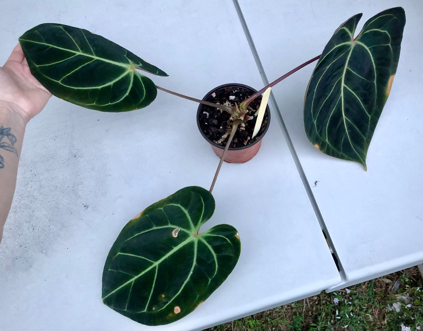 Anthurium Aff. Besseae Clone #1 (RA) Mother Plant