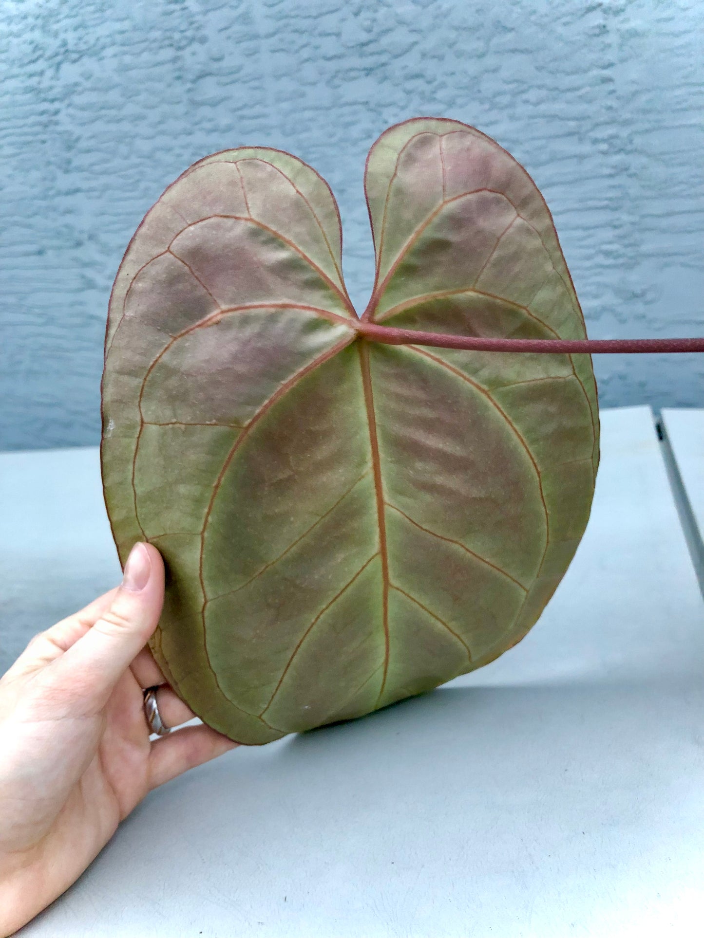 Anthurium Aff. Besseae Clone #1 (RA) Mother Plant