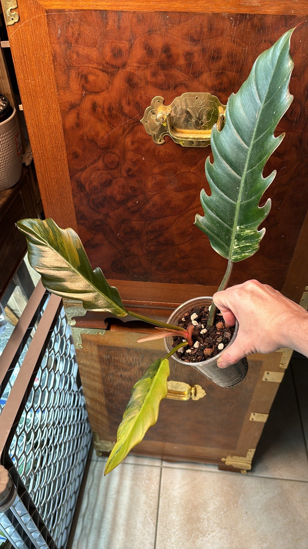 Philodendron ‘Carmel Marble’ Full Plant