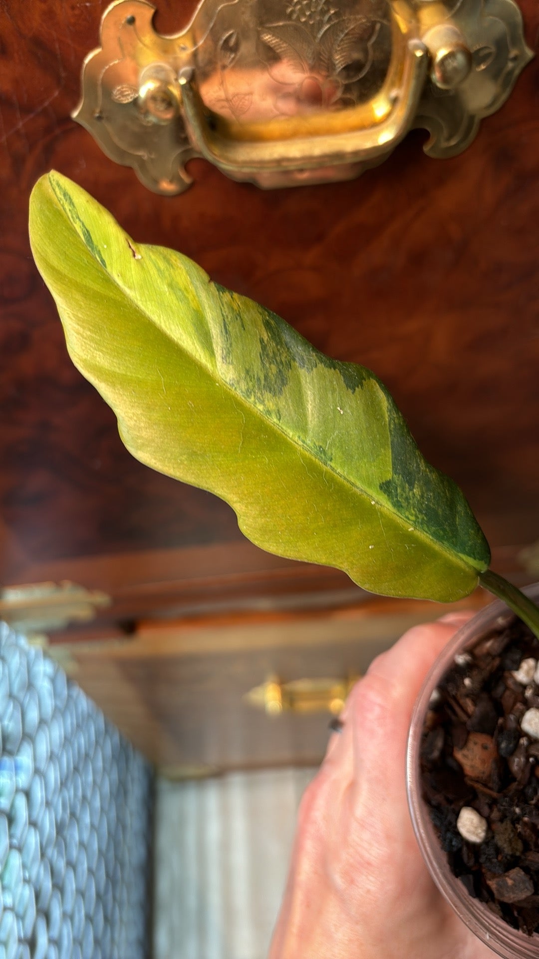 Philodendron ‘Carmel Marble’ Full Plant