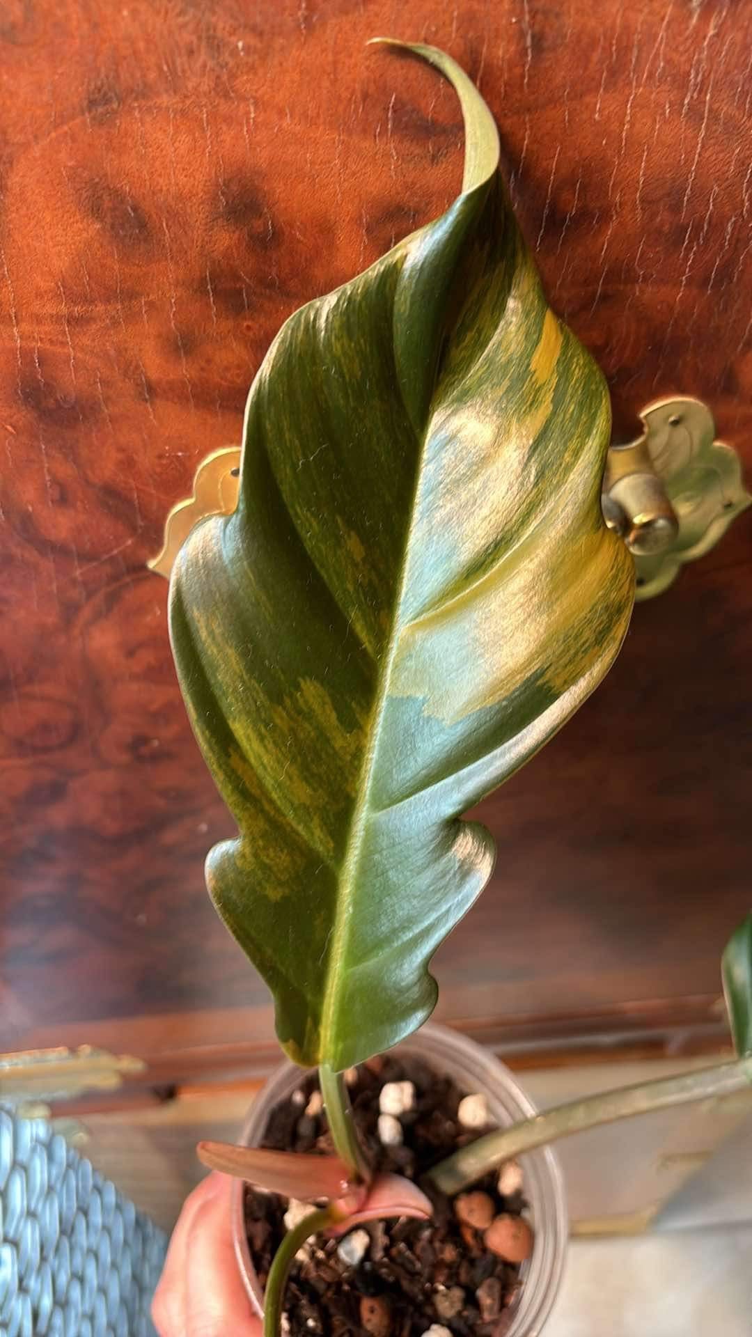 Philodendron ‘Carmel Marble’ Full Plant