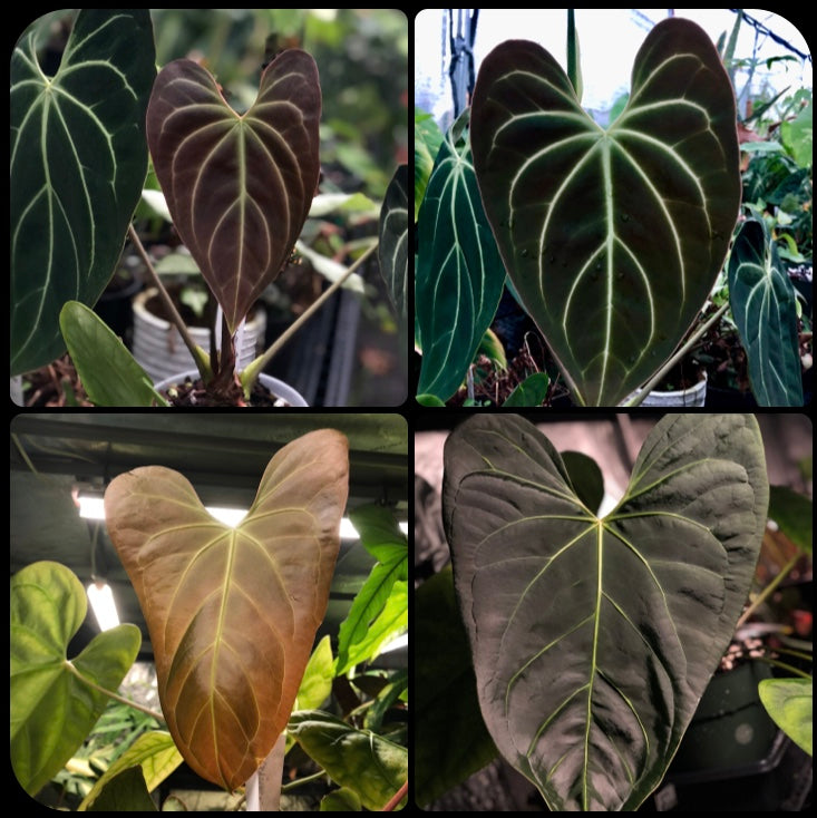 Anthurium 'Papasan' x Anthurium Aff. Besseae Seedlings